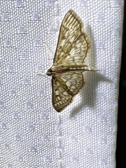 Herpetogramma thestealis