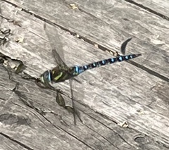 Aeshna mixta