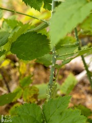 Rubus leucodermis