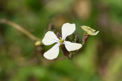 Brassiceae