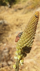 Spilostethus pandurus