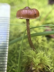 Deconica