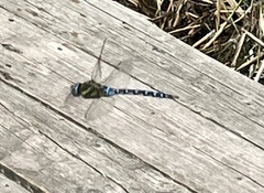 Aeshna mixta
