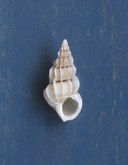Gyroscala commutata