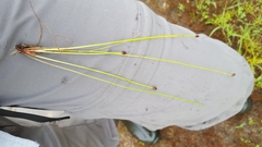 Eleocharis ovata