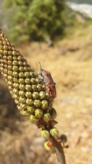 Spilostethus pandurus