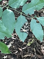 Euplagia quadripunctaria