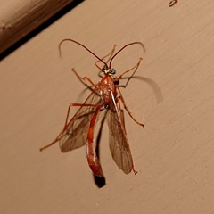 Enicospilus americanus-complex