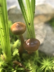 Deconica