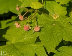 Rubus parviflorus