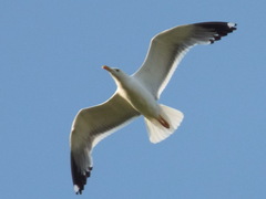 Larus fuscus barabensis