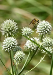 Bombyliidae
