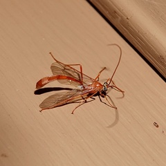 Enicospilus americanus-complex