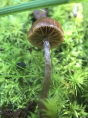 Deconica