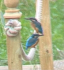 Alcedo atthis