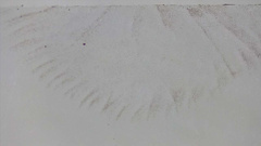Deconica
