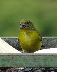 Euphonia