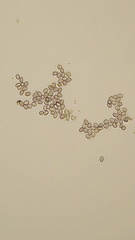 Deconica