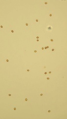 Deconica