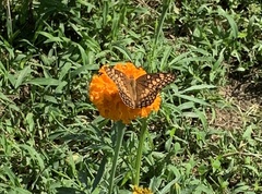 Euptoieta claudia
