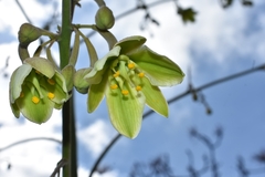 Furcraea guerrerensis