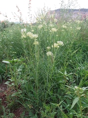 Asclepias subverticillata