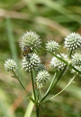 Bombyliidae