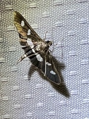 Desmia