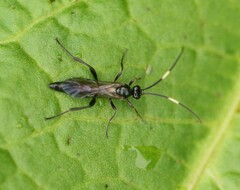 Ichneumonina