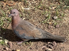 Streptopelia senegalensis