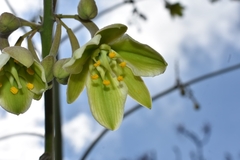 Furcraea guerrerensis