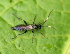 Ichneumonina
