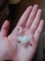 Asclepias subverticillata