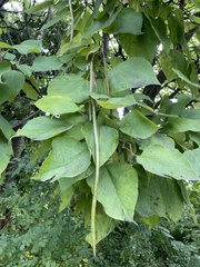 Catalpa