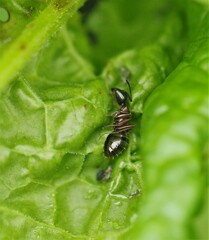 Camponotus novaeboracensis