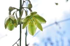 Furcraea guerrerensis