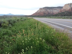 Asclepias subverticillata