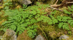 Corydalis scouleri