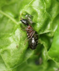 Camponotus novaeboracensis