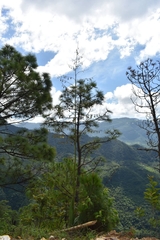 Furcraea guerrerensis