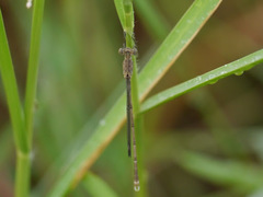 Lestes tridens