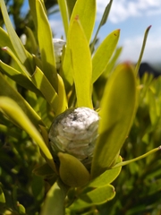 Leucadendron meridianum