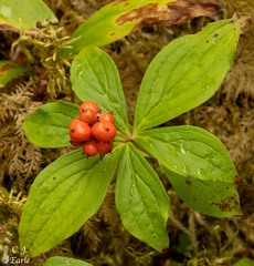 Cornus unalaschkensis