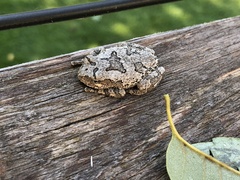 Hyla
