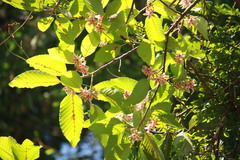 Dipterocarpus alatus