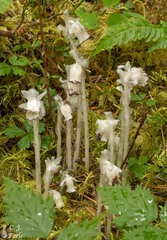 Monotropa uniflora