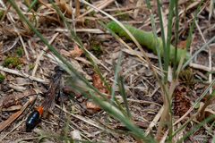 Ammophila sabulosa