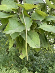 Catalpa