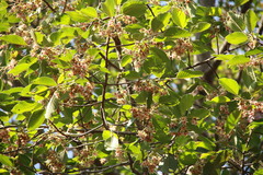 Dipterocarpus alatus