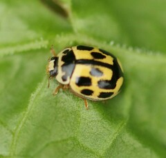 Propylea quatuordecimpunctata